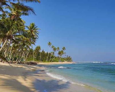 Travel in Asia - Palm tree-lined beach in Sri Lanka