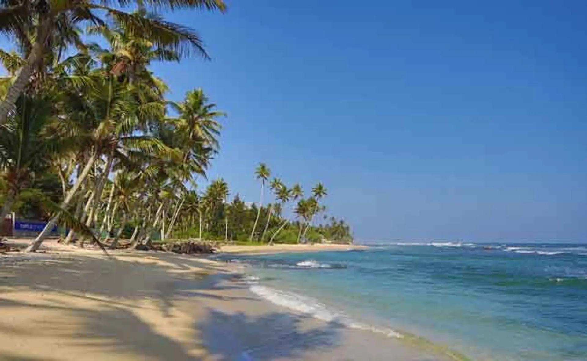 Travel in Asia - Palm tree-lined beach in Sri Lanka