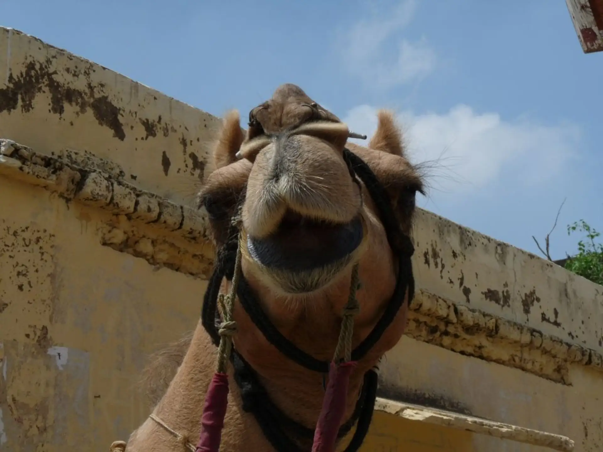 Travel in Asia - A camel looking into the camera in Rajasthan, India