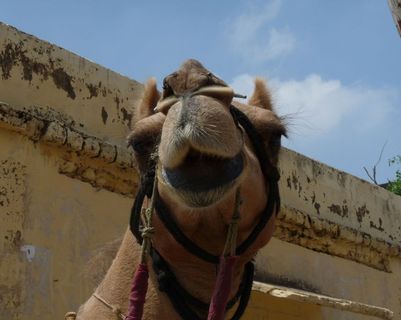 Travel in Asia - A camel looking into the camera in Rajasthan, India