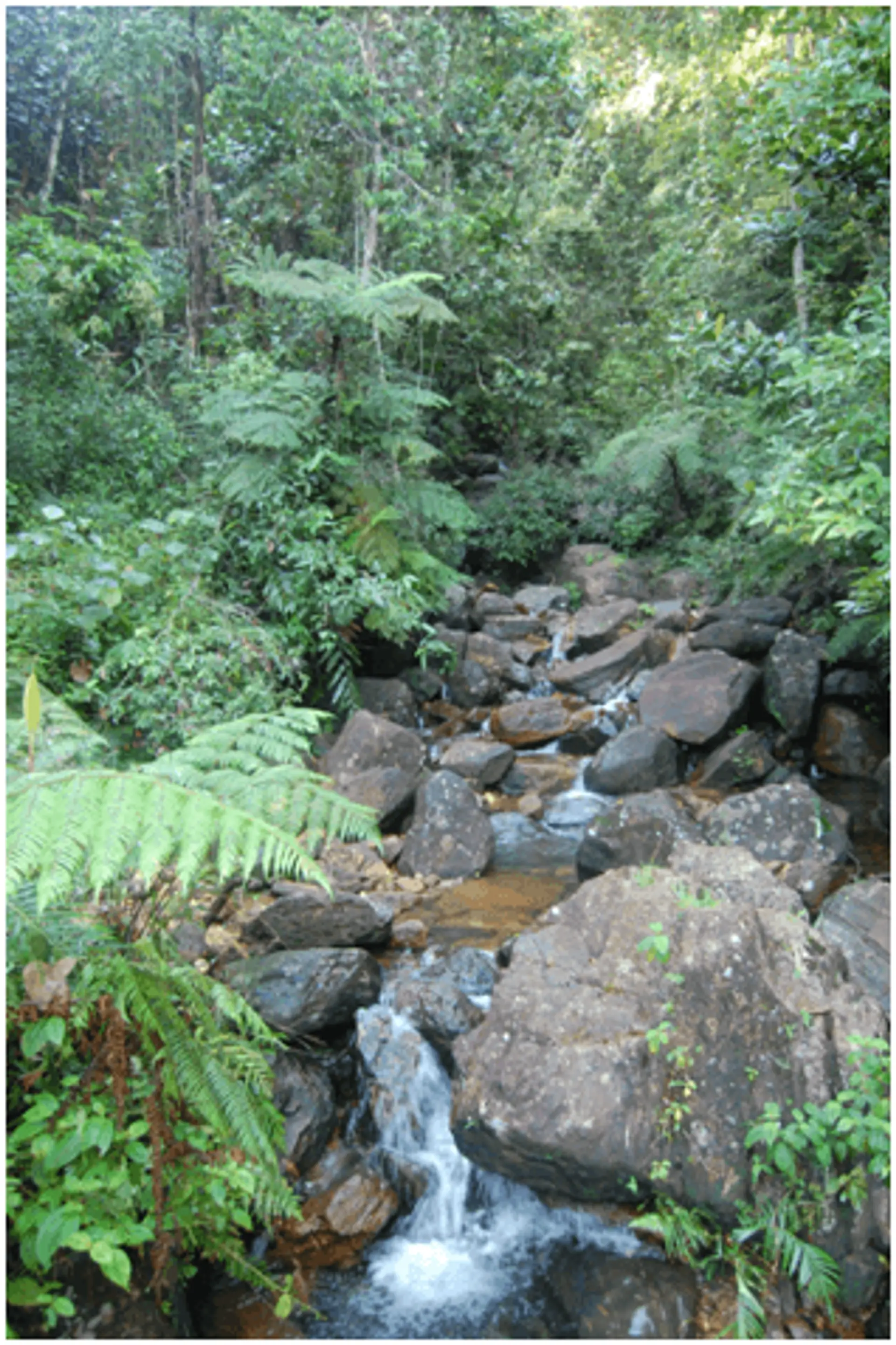 Travel in Asia - The Sinharaja Rainforest in Sri Lanka