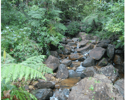 Travel in Asia - The Sinharaja Rainforest in Sri Lanka