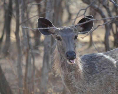 tigersafari-in-ranthambore.htm