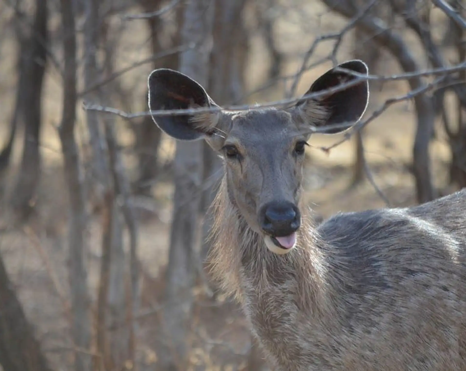 tigersafari-in-ranthambore.htm