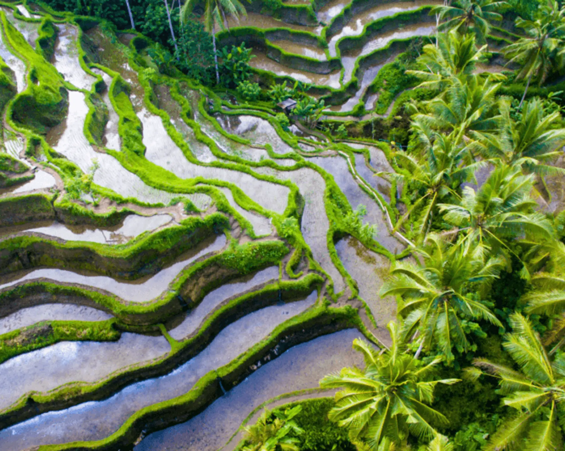 top-5-activites-incontournables-bali.htm