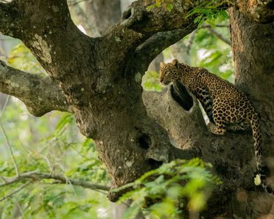 tourisme-bien-etre-animal-compatibles.htm