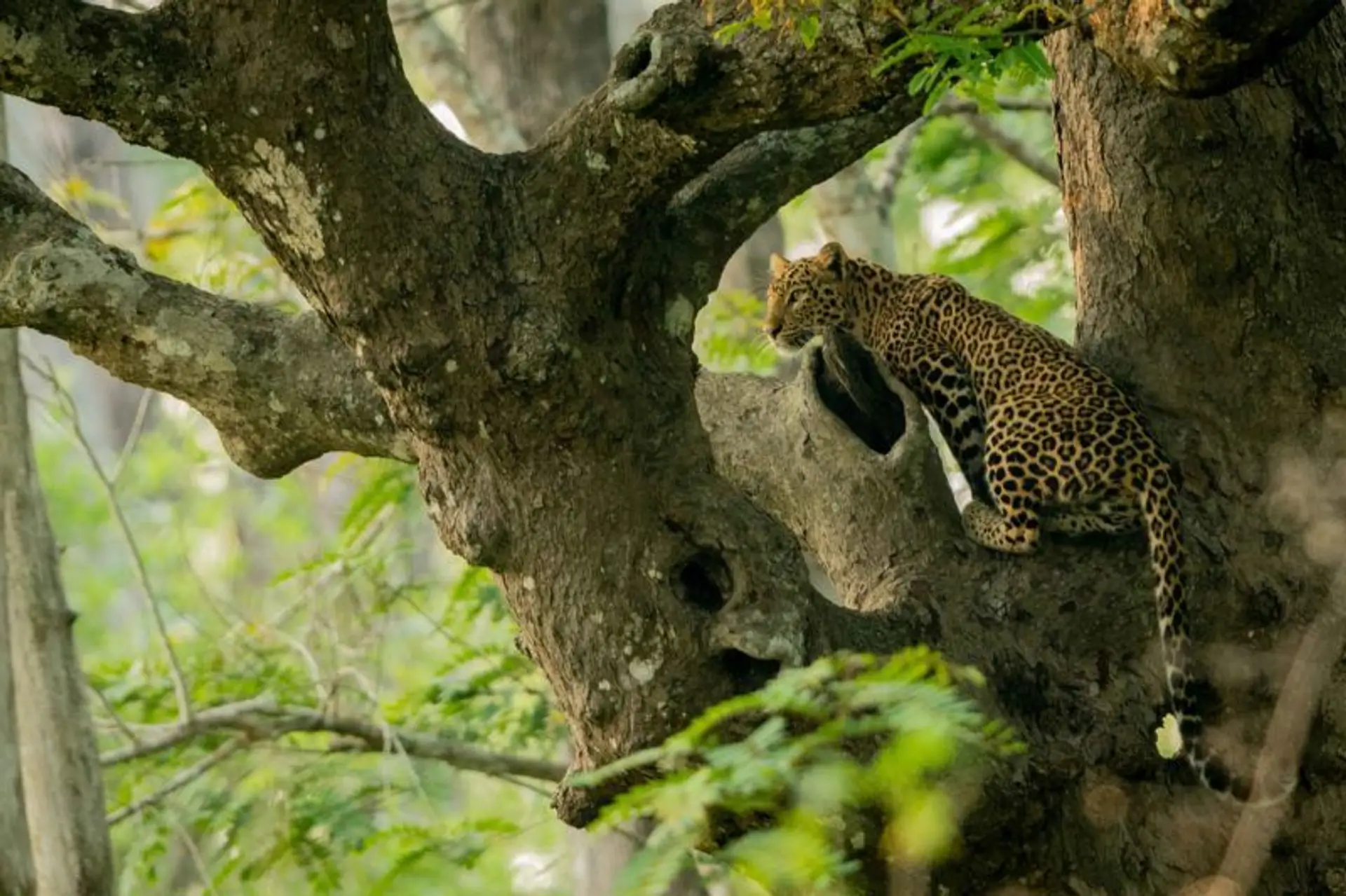 tourisme-bien-etre-animal-compatibles.htm