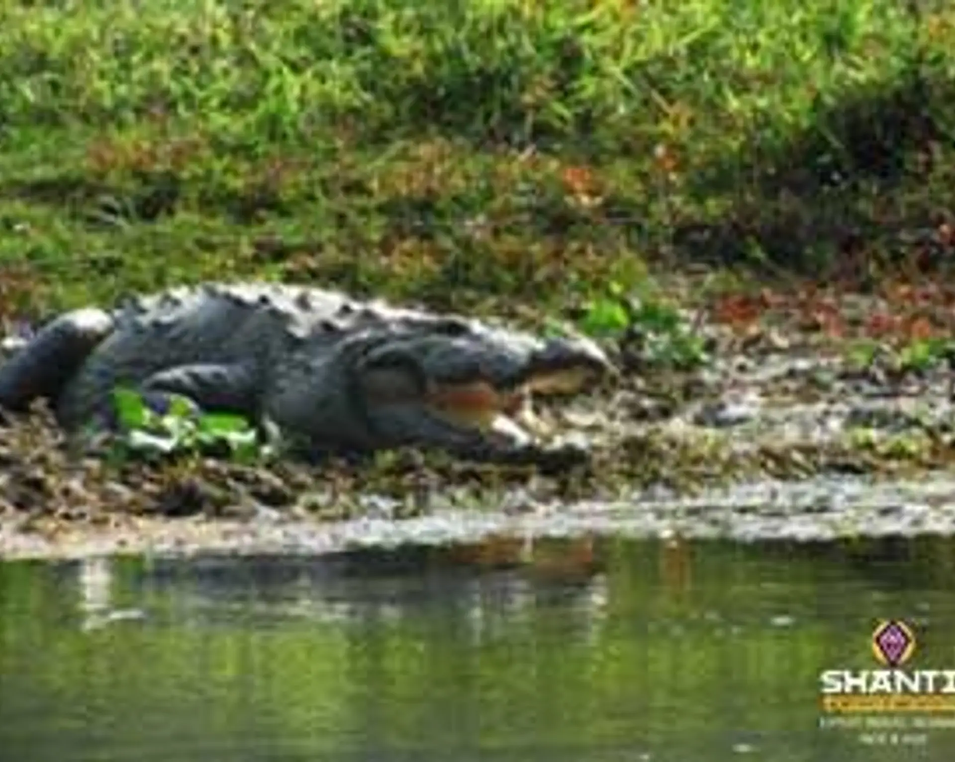 Travel in Asia - A crocodile in Chitwan National Park