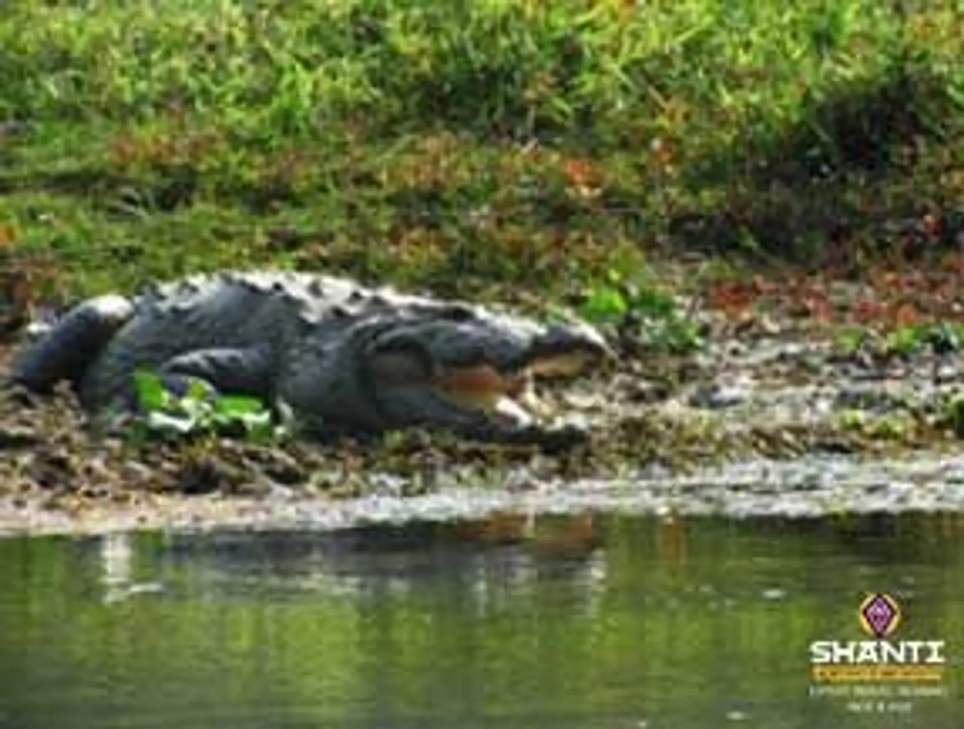Travel in Asia - A crocodile in Chitwan National Park