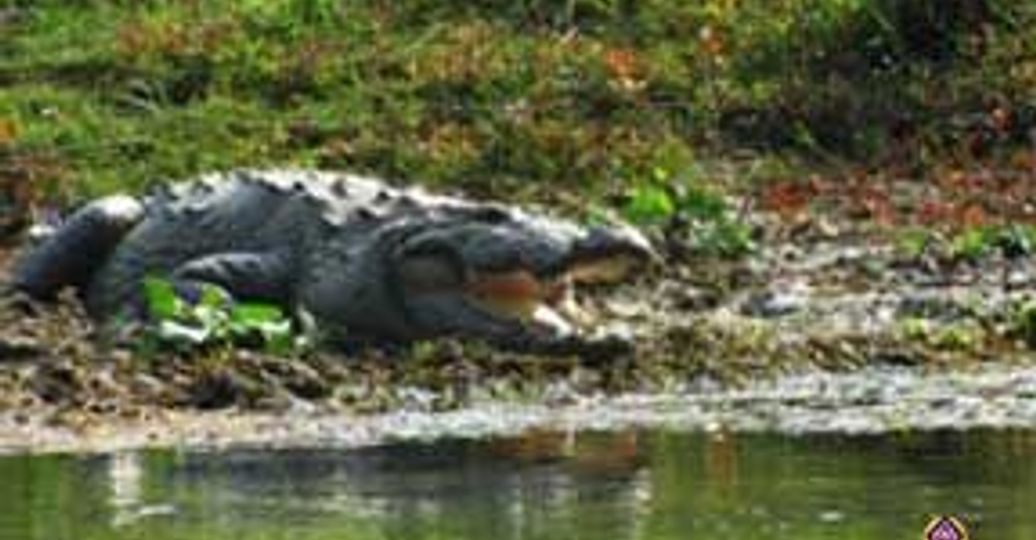 Travel in Asia - A crocodile in Chitwan National Park
