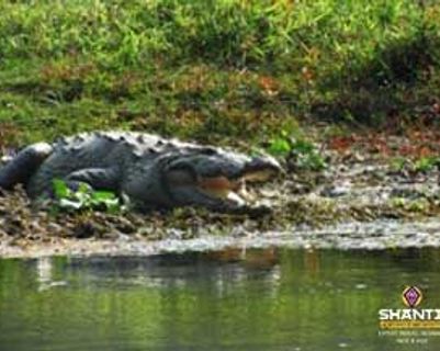 Travel in Asia - A crocodile in Chitwan National Park