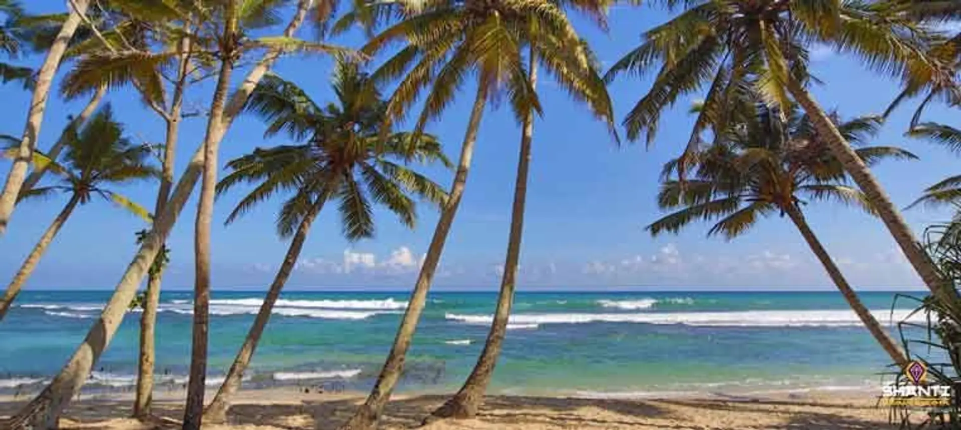 Travel in Asia - A peaceful scene with palm trees in front of a beach