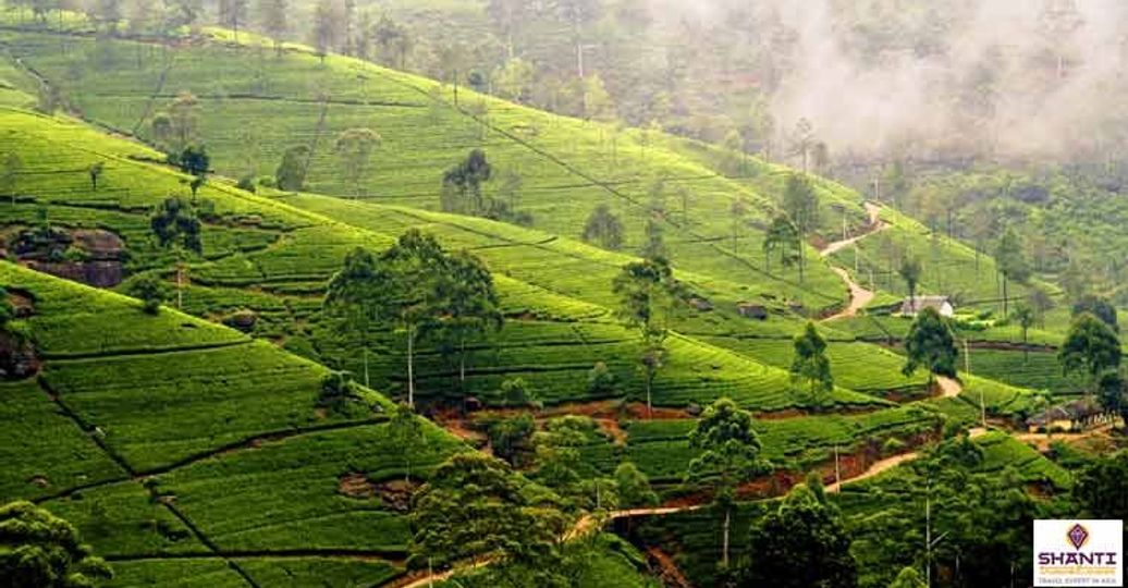 Travel in Asia - Lush green tea plantation in the hill country of Nuwara Eliya in Sri Lanka