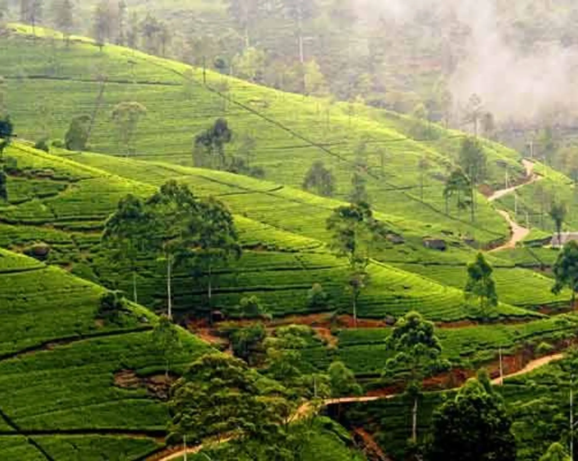 Travel in Asia - Lush green tea plantation in the hill country of Nuwara Eliya in Sri Lanka