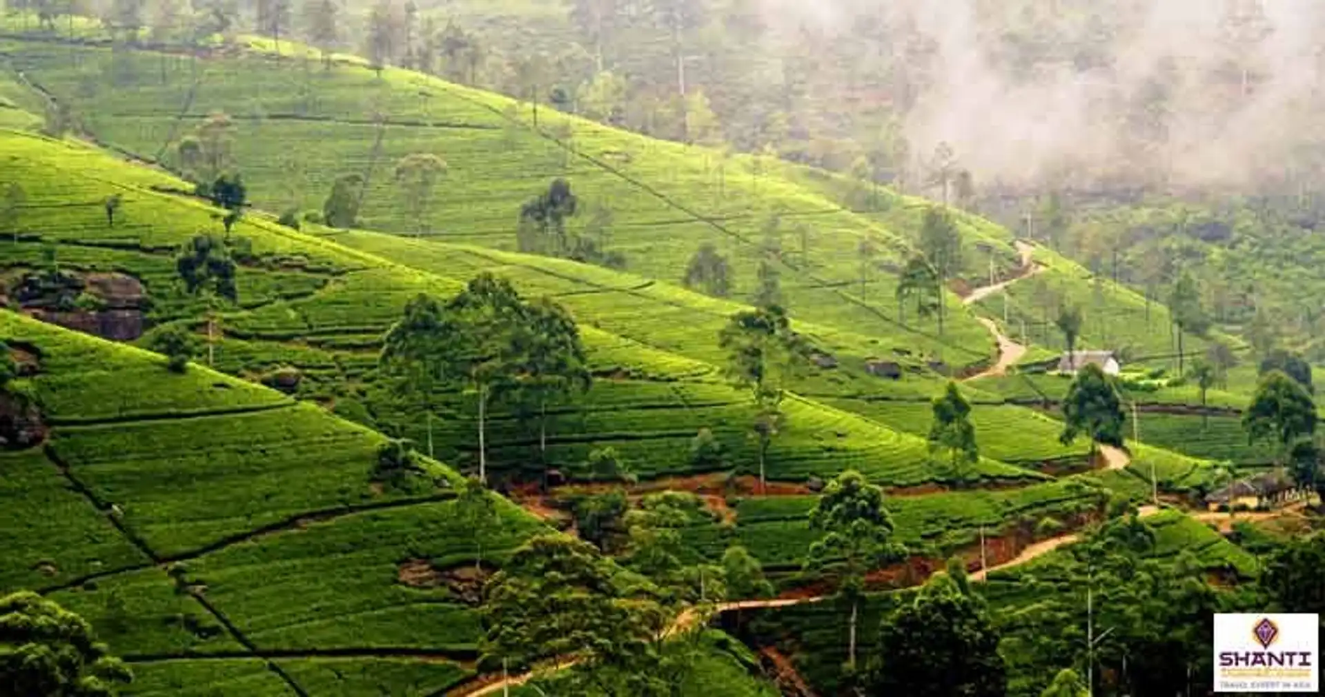 Travel in Asia - Lush green tea plantation in the hill country of Nuwara Eliya in Sri Lanka