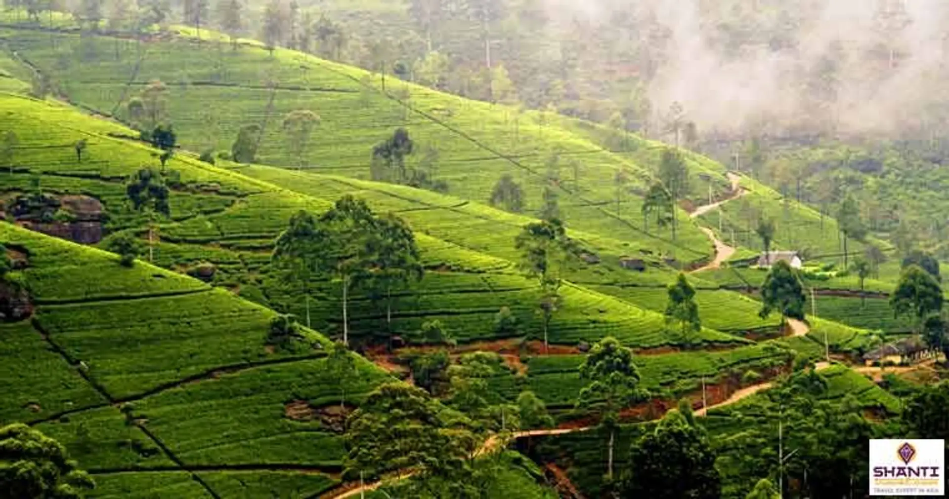 Travel in Asia - Lush green tea plantation in the hill country of Nuwara Eliya in Sri Lanka