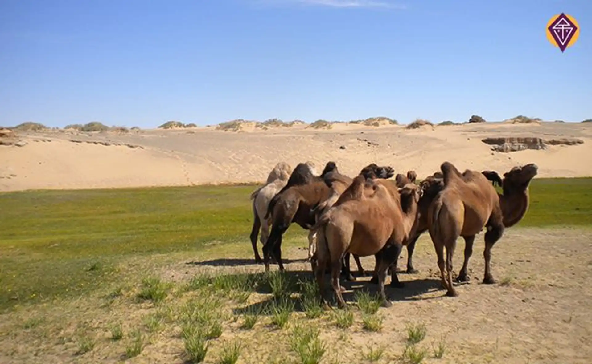 desert-gobi.htm