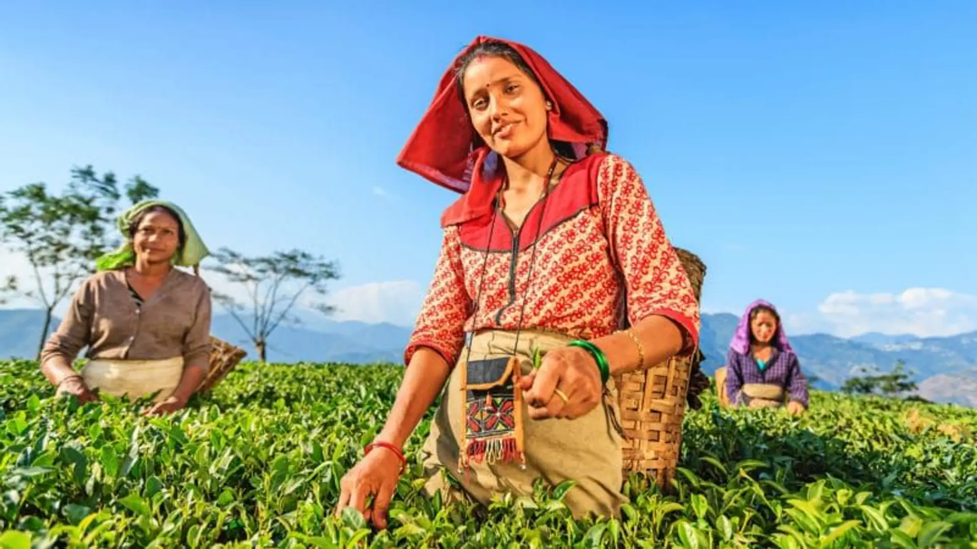 voyage-en-petit-groupe-au-nord-est-de-linde-avec-pierre-le-roux-et-les-jardins-de-gaia.htm