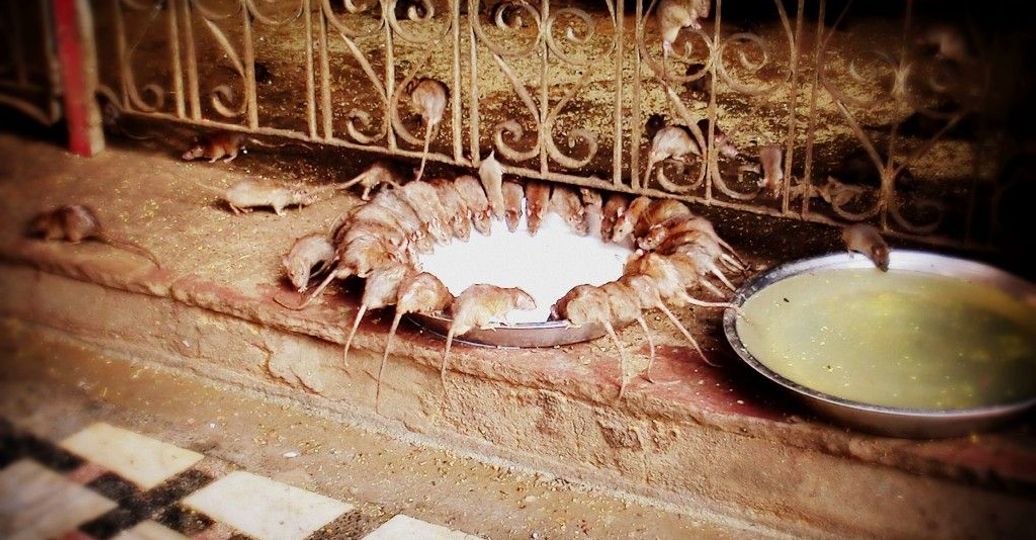 week-end-bikaner.htm