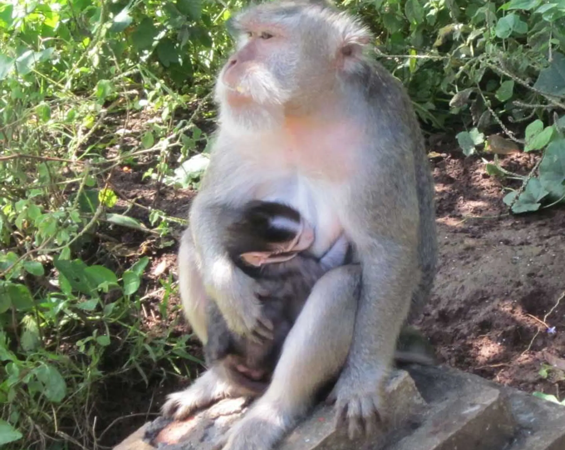 weekend-end-dans-le-sud-de-bali-ulu-watu-padang-padang-jimbaran.htm