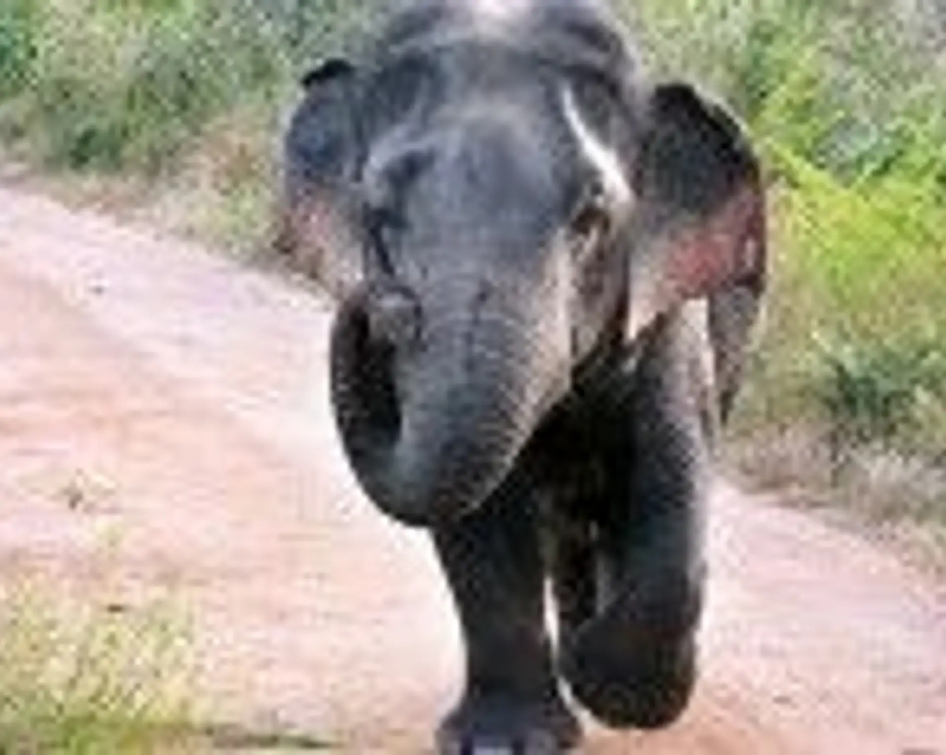 zwergelefant-imudawalawe-nationalpark.htm