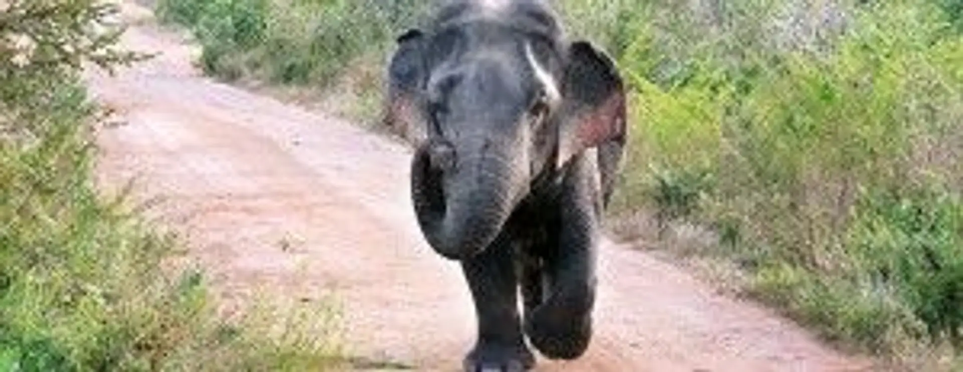 zwergelefant-imudawalawe-nationalpark.htm