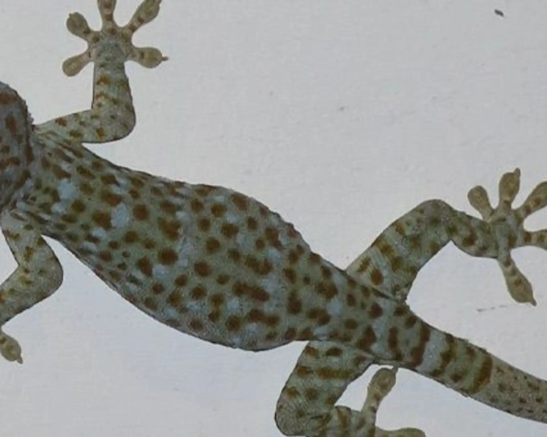 zoom-sur-la-faune-de-bali.htm