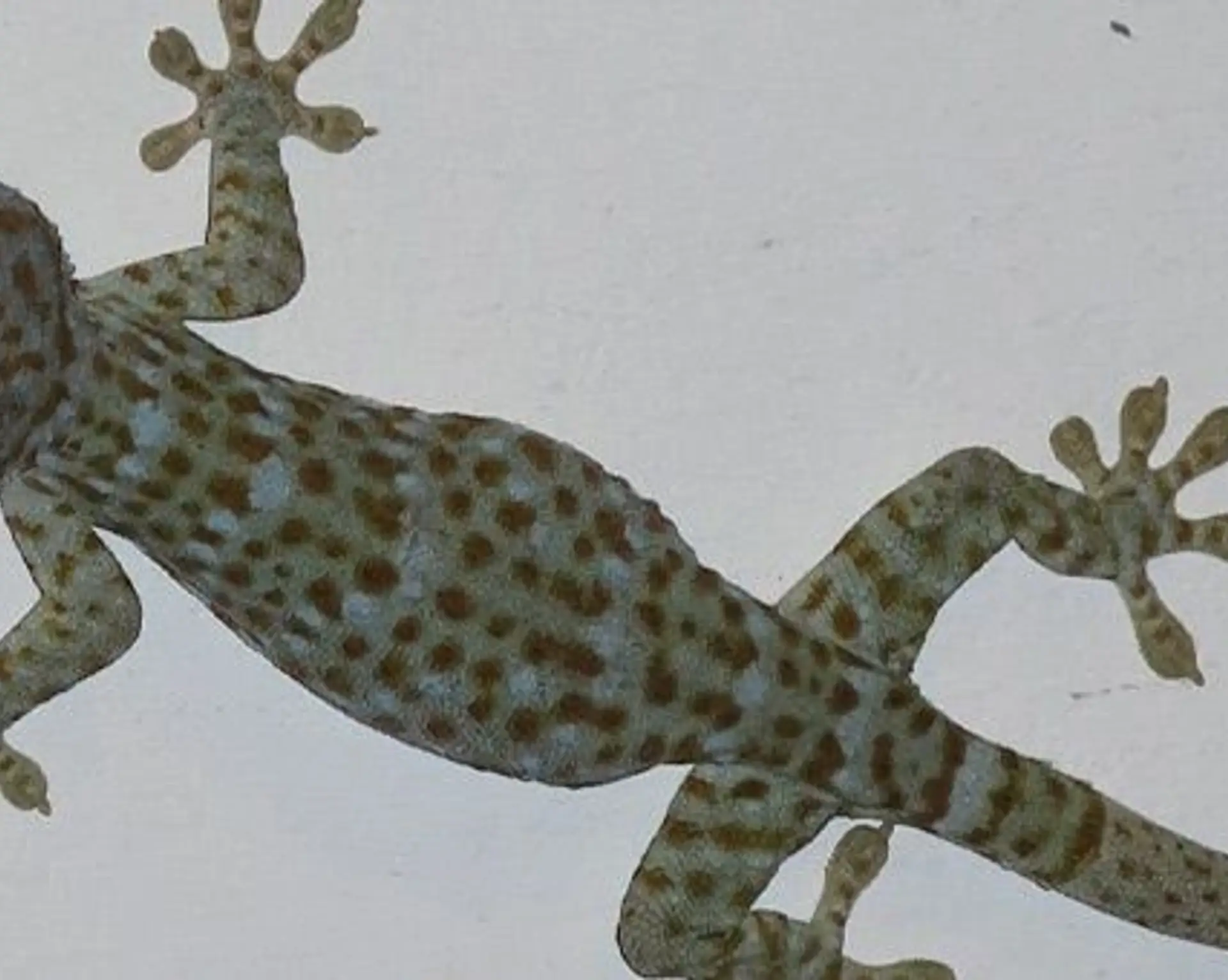 zoom-sur-la-faune-de-bali.htm