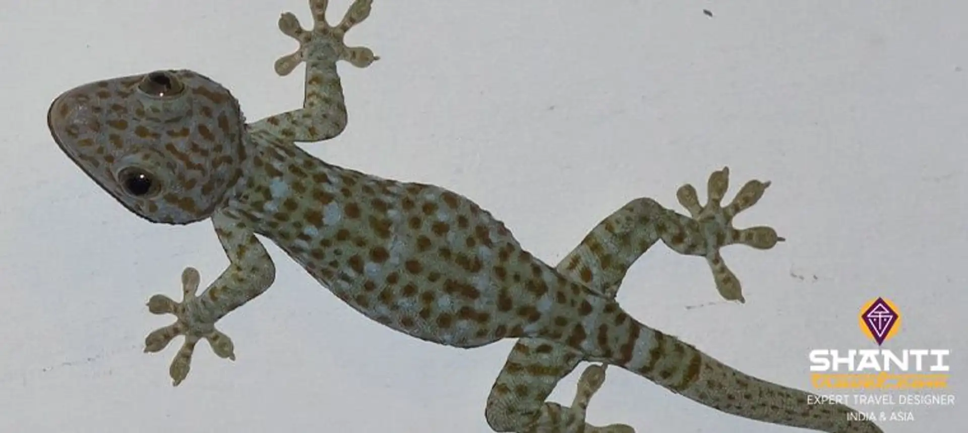 zoom-sur-la-faune-de-bali.htm