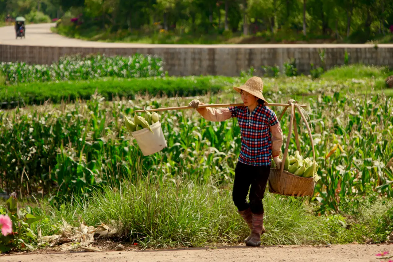 Voyage en Chine : un agriculteur transplante sa récolte dans des paniers