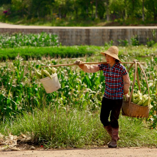 Voyage en Chine : un agriculteur transplante sa récolte dans des paniers
