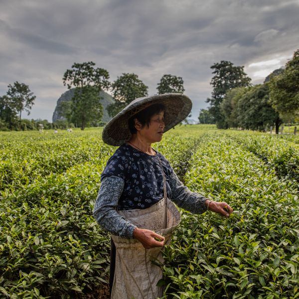 Voyage en Chine - plantation de thé