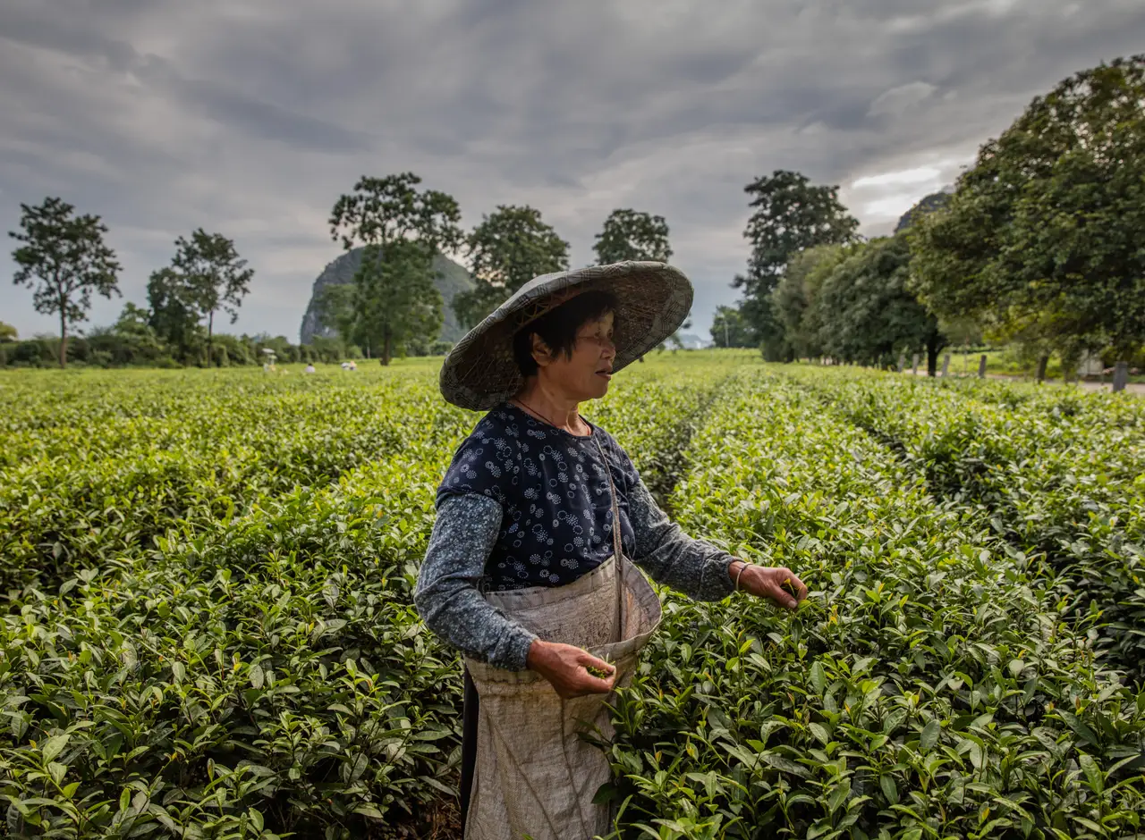 Voyage en Chine - plantation de thé