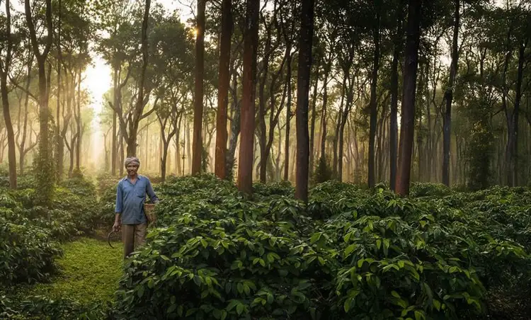 Kaffeeplantage in Indien Yercaud