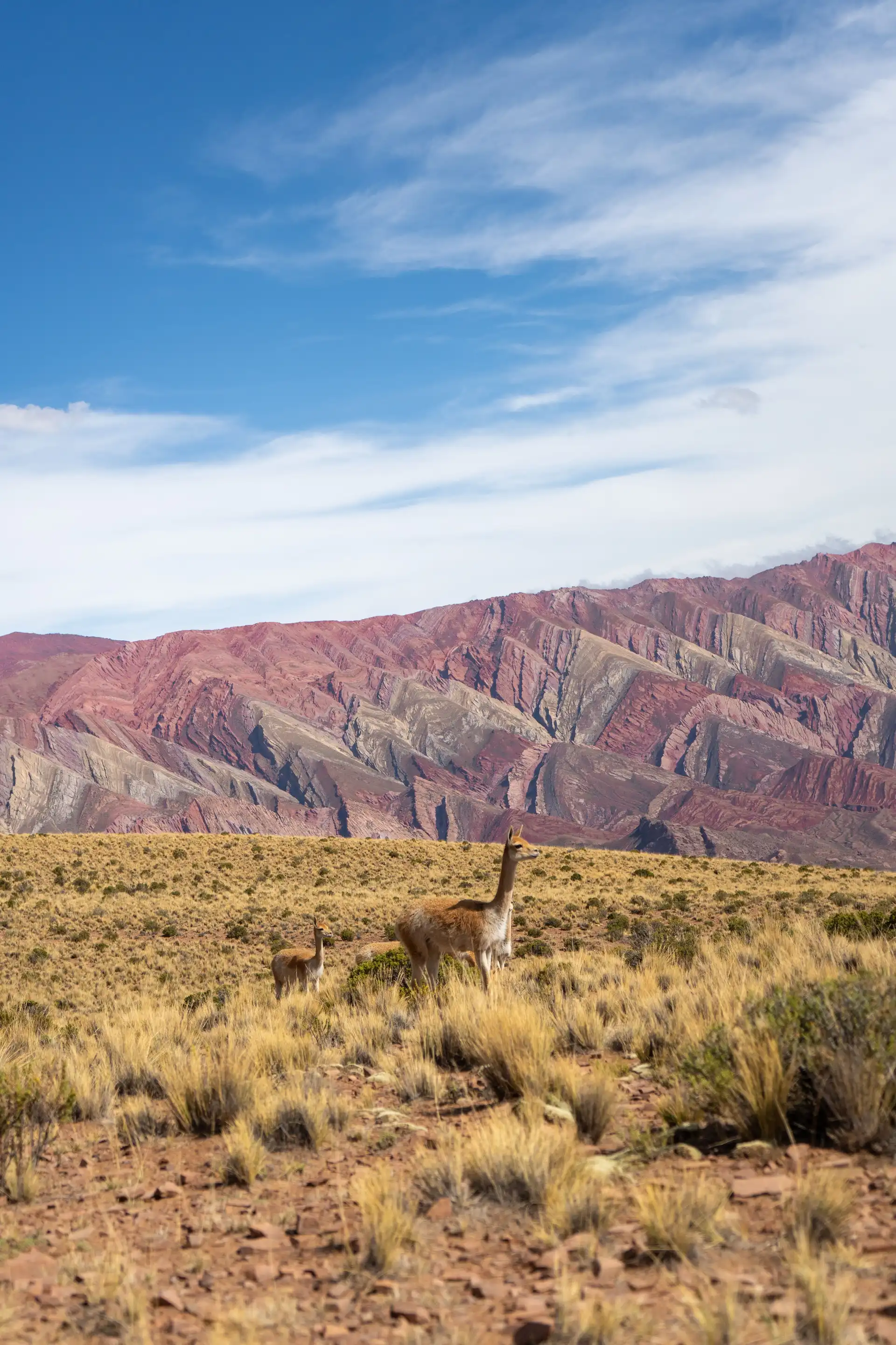 Voyage en Argentine – Un lama ou guanaco debout dans un paysage aride face aux montagnes rocheuses multicolores de la Quebrada de Humahuaca sous un ciel bleu.