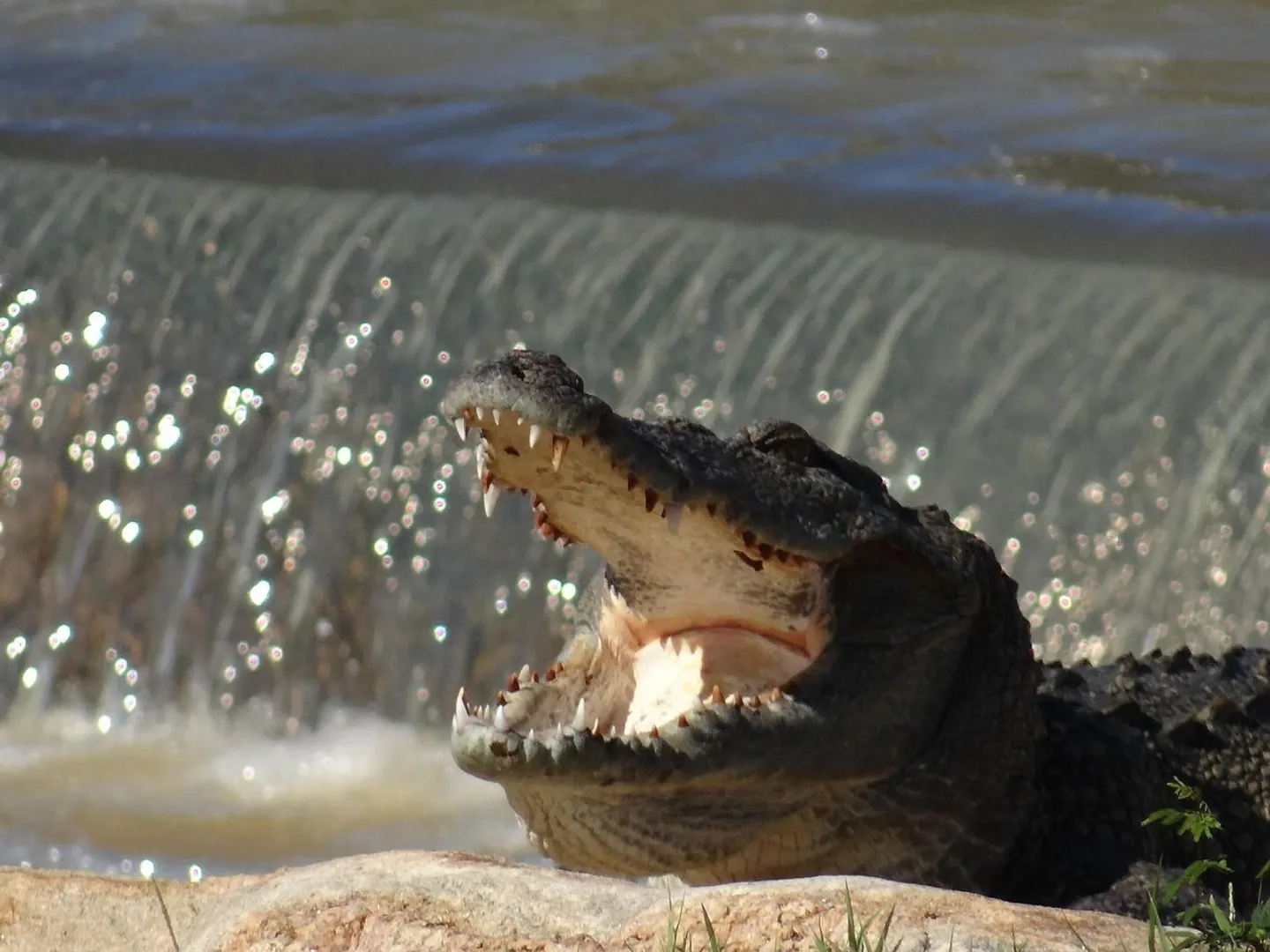 crocodile-971489_1280.jpg
