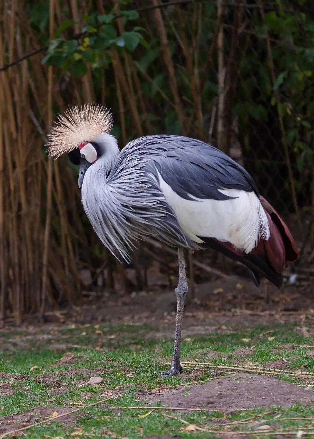 crane-4327216_1280.jpg