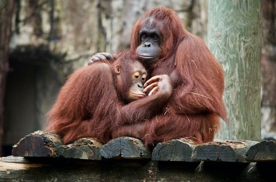 Orang-Utans im Camp Leakey in Indonesien
