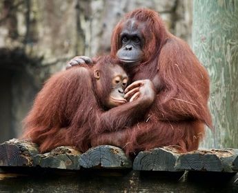 Orang-Utans im Camp Leakey in Indonesien