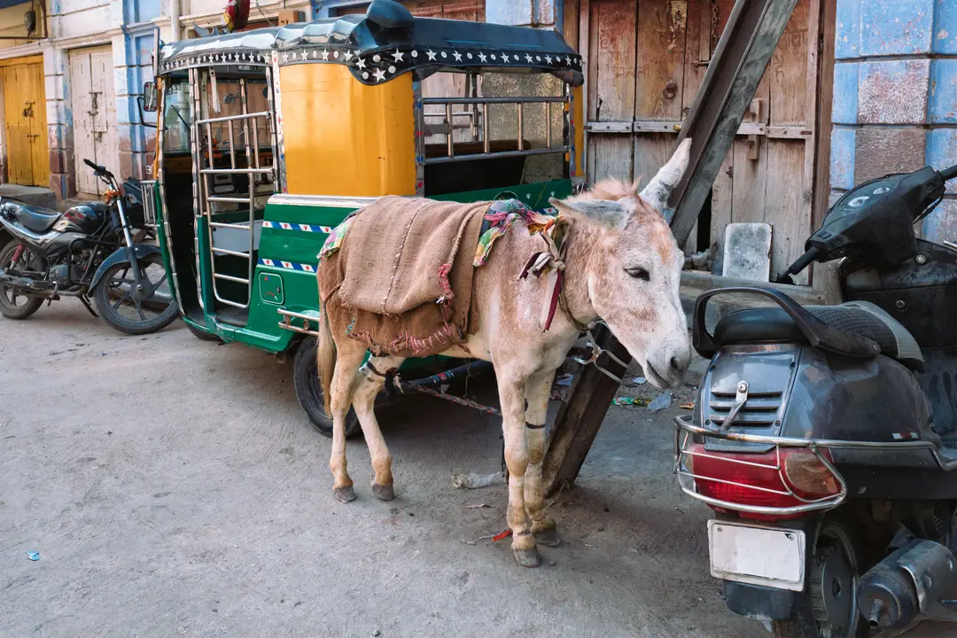 Voyage en Inde, rickshaw auto à âne et motos en indien
