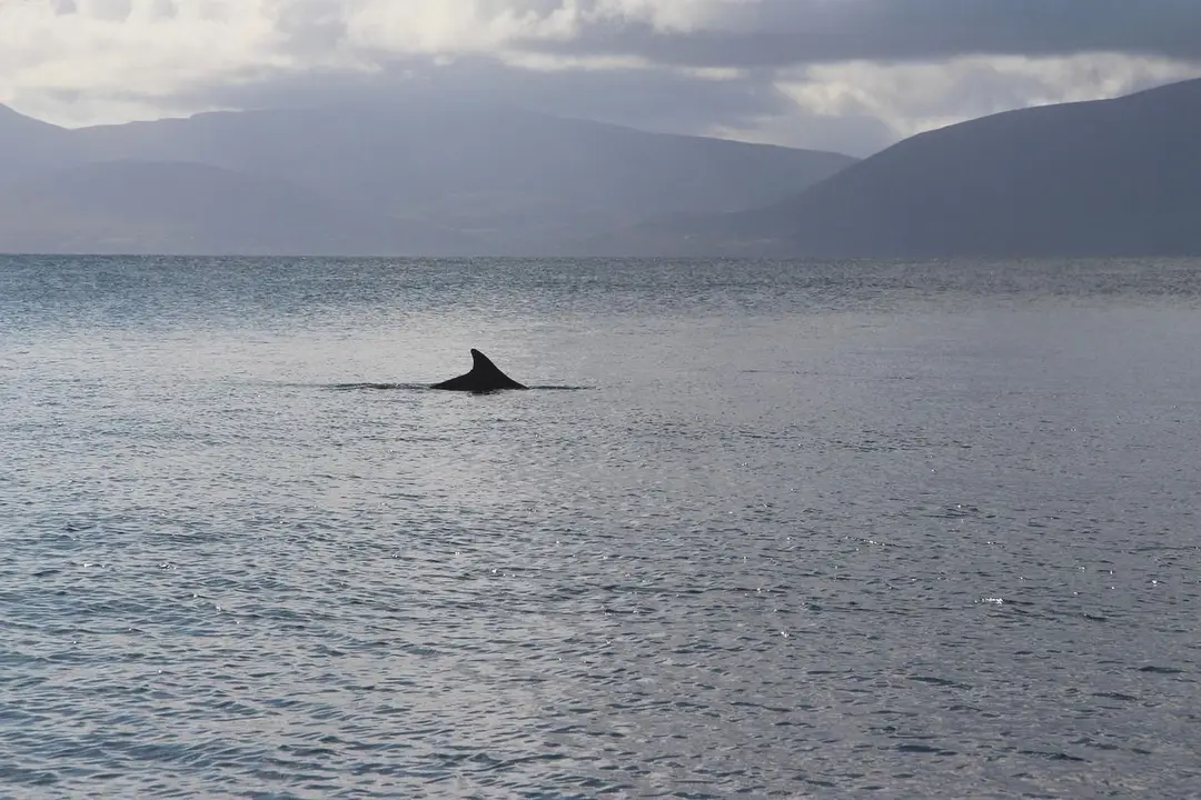 dolphin-2633050_1280.jpg
