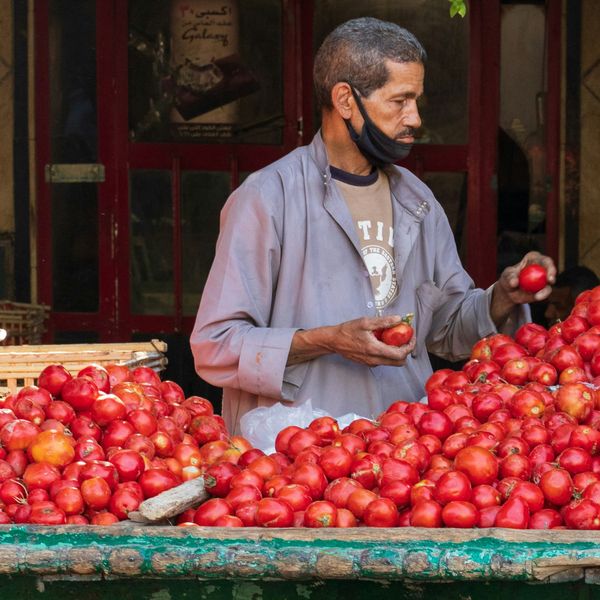 Un vendeur égyptien sélectionne des tomates rouges sur son étal traditionnel en bois