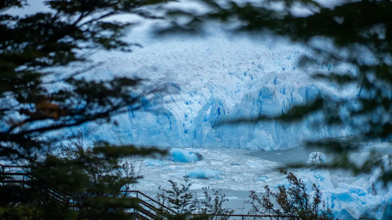 Voyage en Argentine – Vue sur l'immense paroi de glace bleue du glacier Perito Moreno à travers la végétation en Patagonie.
