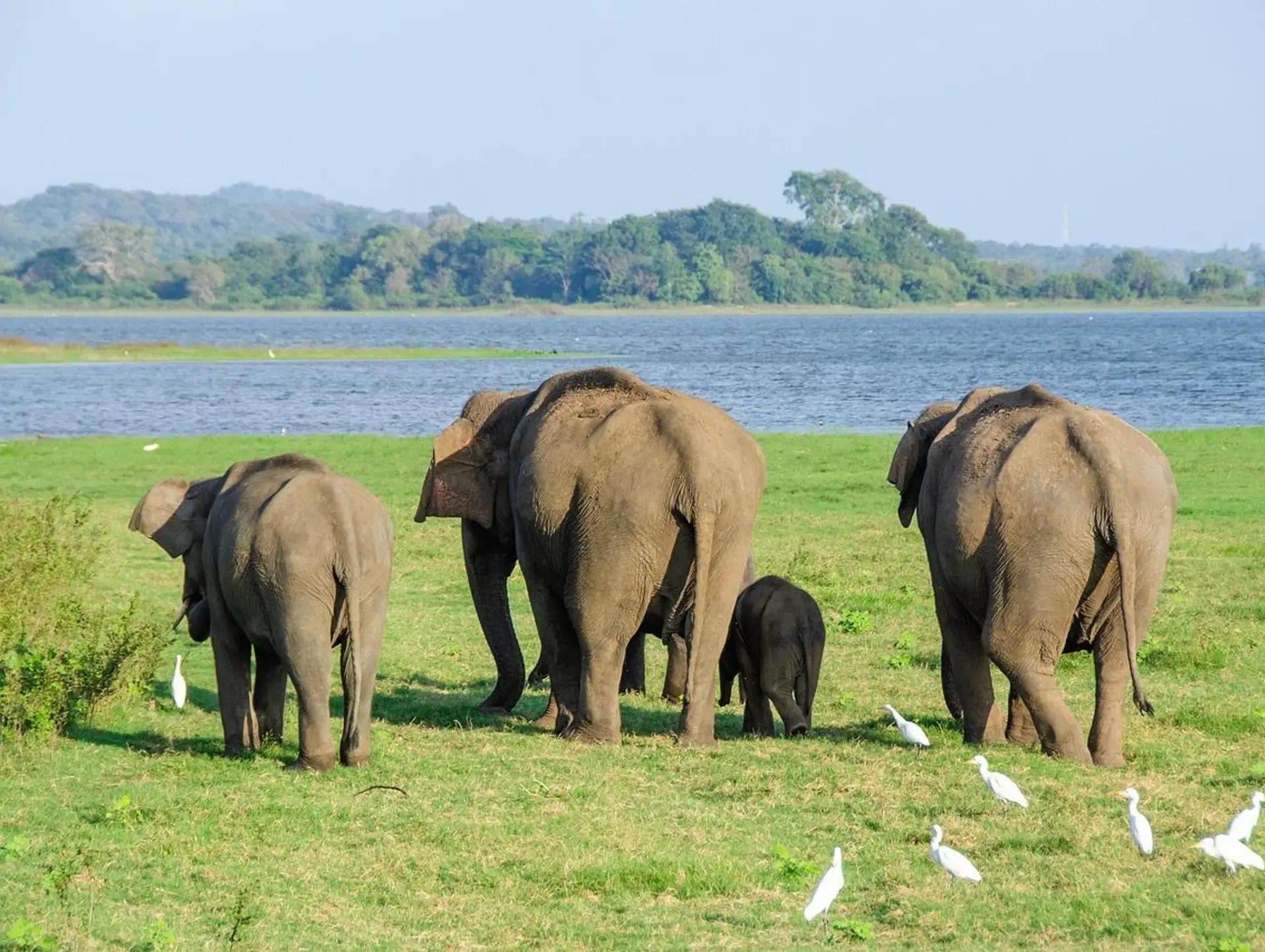 Les animaux que vous croiserez au Sri Lanka