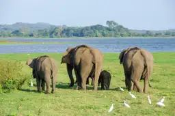 Voyage au Sri Lanka - Groupe d'éléphants dans la prairie