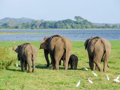 Les animaux que vous croiserez au Sri Lanka
