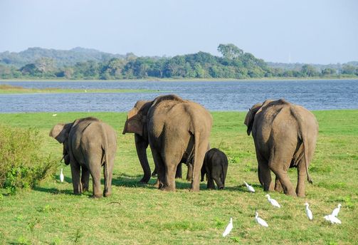 Voyage au Sri Lanka - Groupe d'éléphants dans la prairie