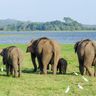 Voyage au Sri Lanka - Groupe d'éléphants dans la prairie