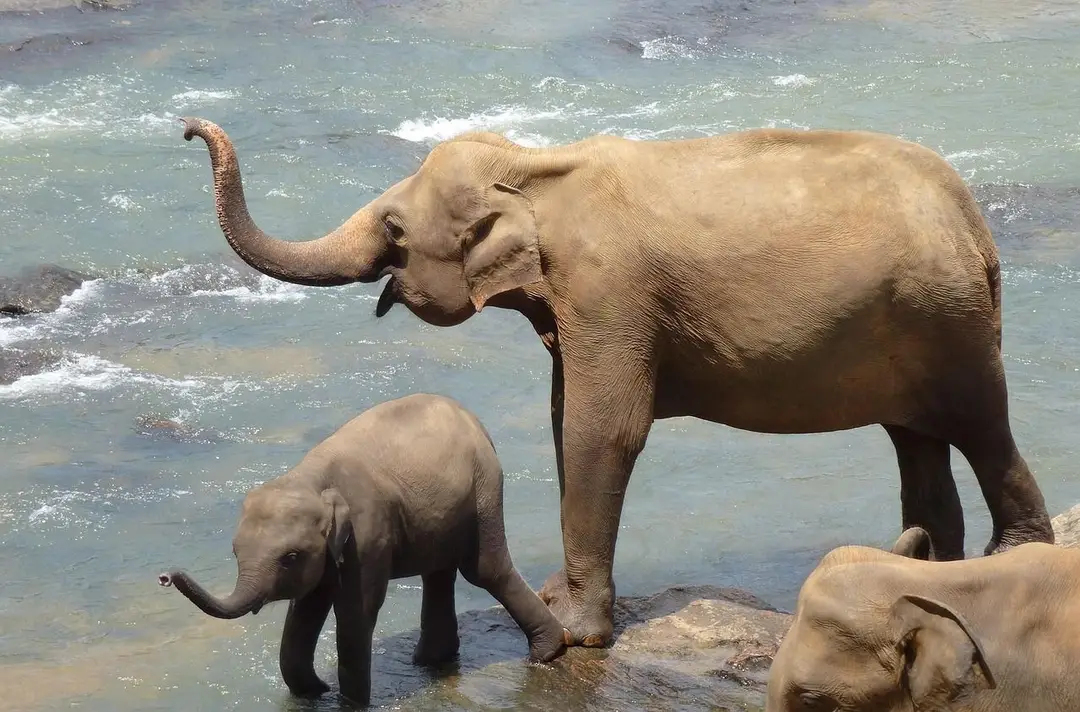 Safari au Sri Lanka : éléphants d’Asie observés en liberté dans un parc national, expérience responsable avec guide local