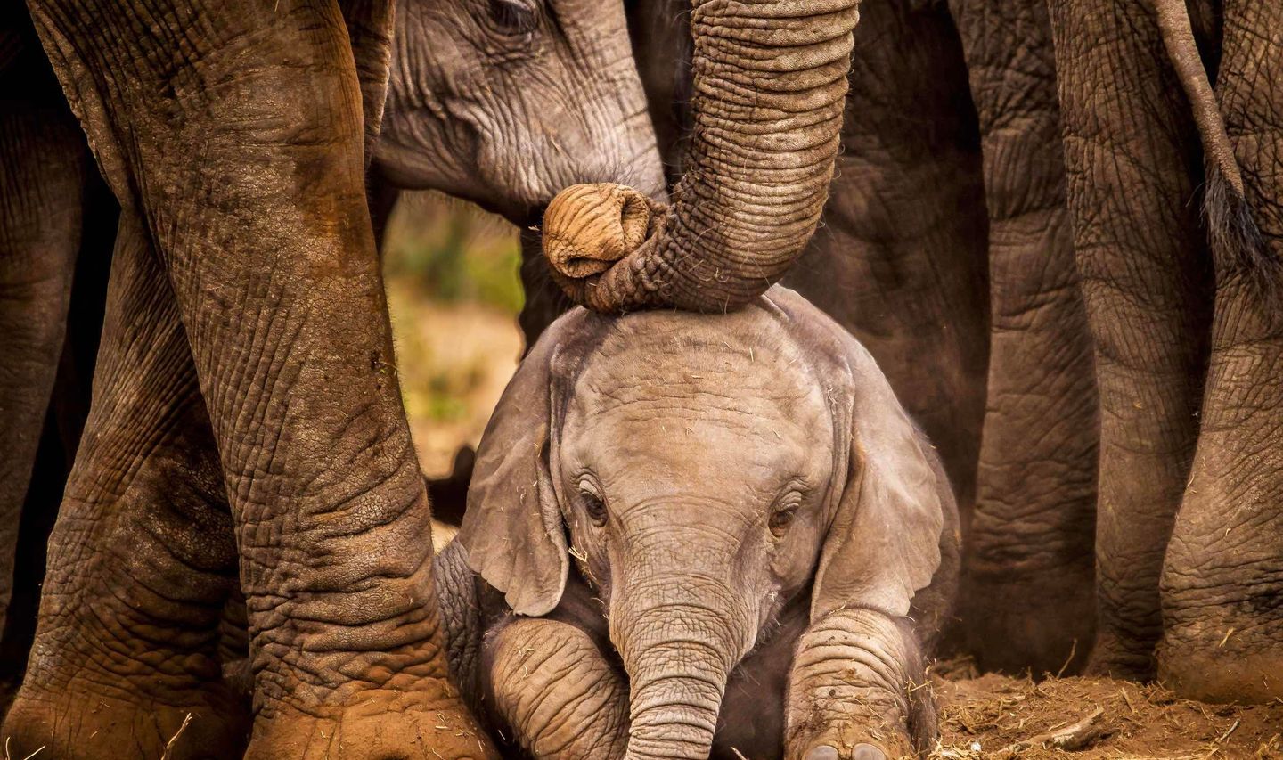 Voyage au Sri Lanka – Groupe d'éléphants et leurs petits
